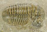 Bargain, Gerastos Trilobite Fossil - Morocco #377251-2